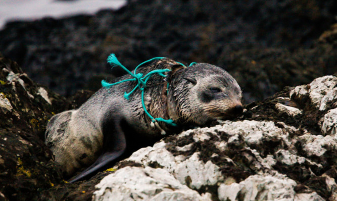 The seal pup on the rocks at Houghton Bay, New Zealand, with nylon rope around its neck.