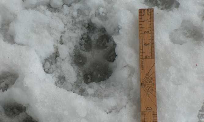 A chilling image: this pawprint found in the snow is believed to have been left by a big cat.