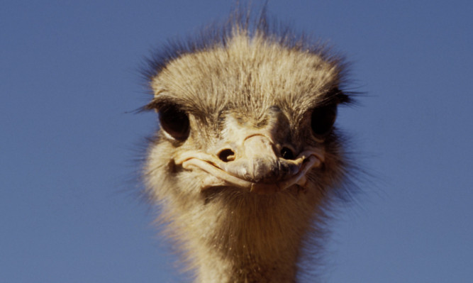The Camperdown expert believes the leg belonged to an ostrich.