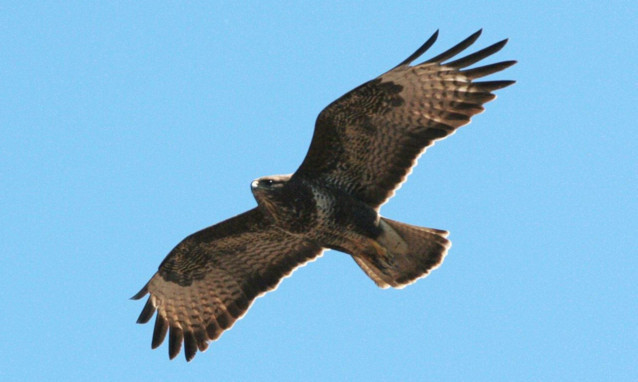A common buzzard.