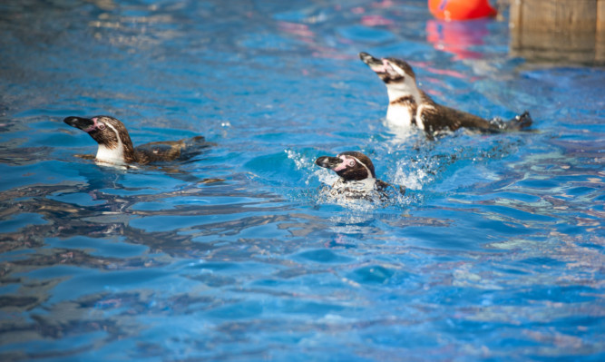 The penguins at St Andrew Aquariam have a swim.