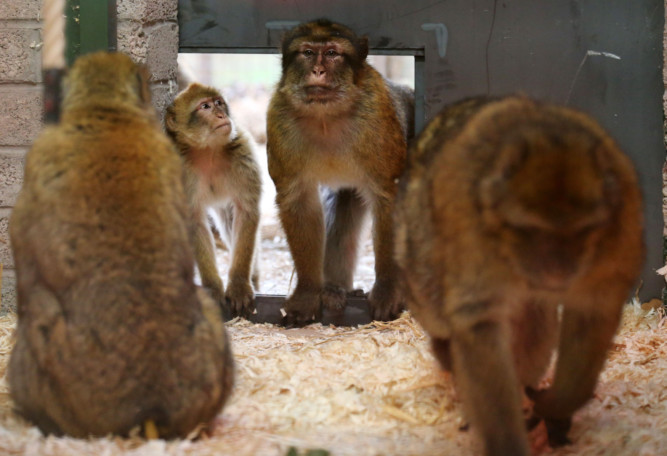 Thirty macaque monkeys from Gibraltar are getting used to their new home at the Blair Drummond Safari Park near Stirling.