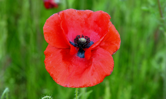 The poppy has come to symbolise the suffering of the war.