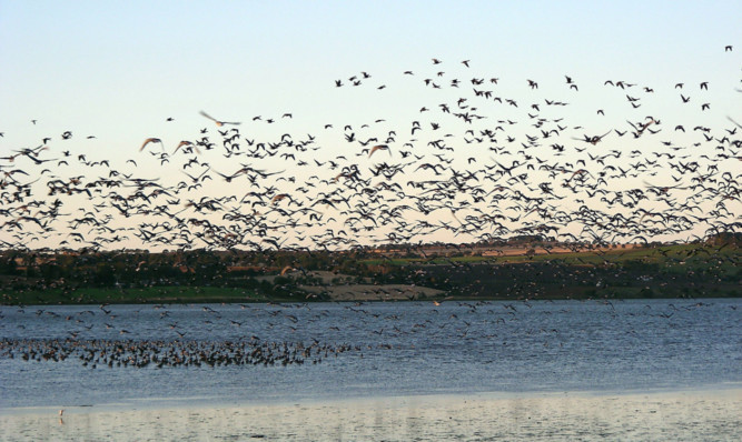 Pink footed geese at Montrose Basin.