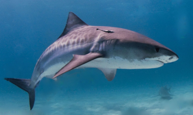 A tiger shark.