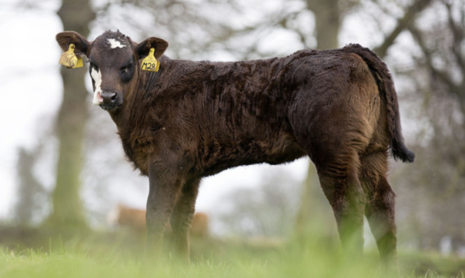 An excellent example of an Aberdeen-Angus cross calf.