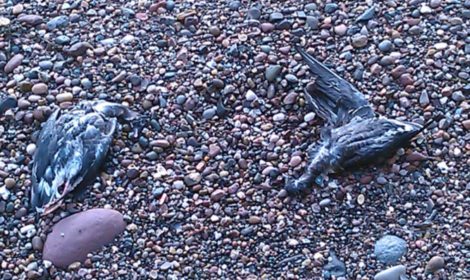 Two of the dead birds.