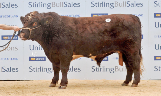 Shorthorn bull Coldrochie Factor from MD McMillan, Luncarty. Picture: Louis Flood.