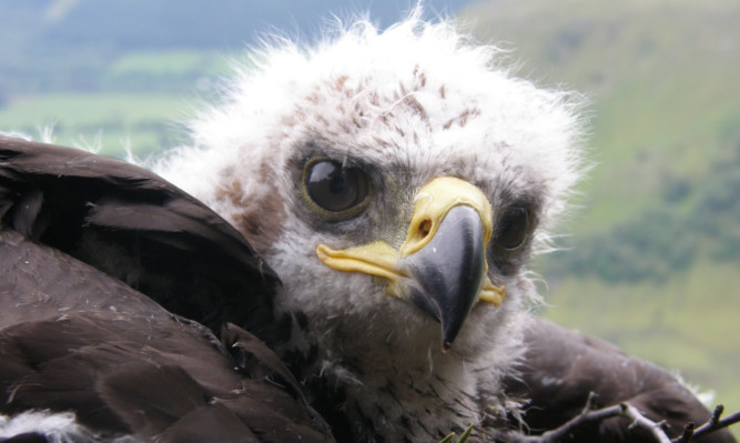 Golden eagle Fearnan was killed in Angus in November last year.