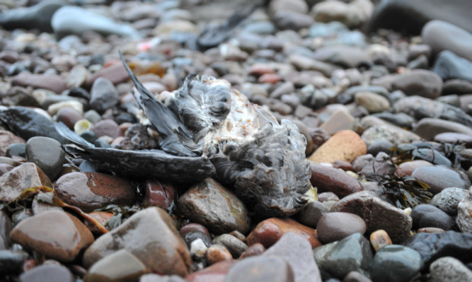 One of the seabirds that washed up at Arbroath.