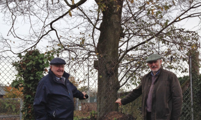 Colin Baxter and Sandy Munro beside the elm tree.