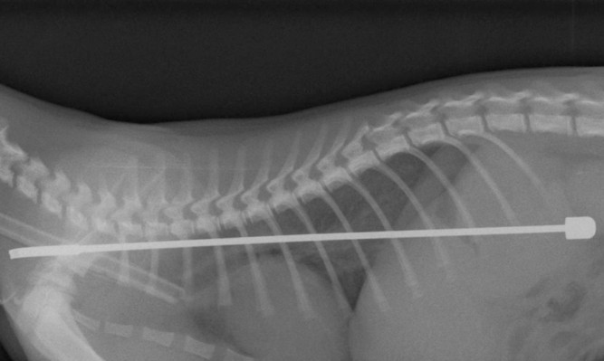An X-ray shows the aerial in the cat's body.