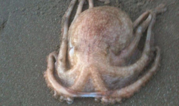 Octopus found on Barry Buddon beach.