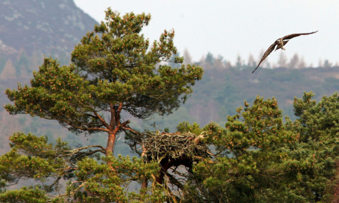 Lady the osprey's Scots pine home has become a nation's favourite.