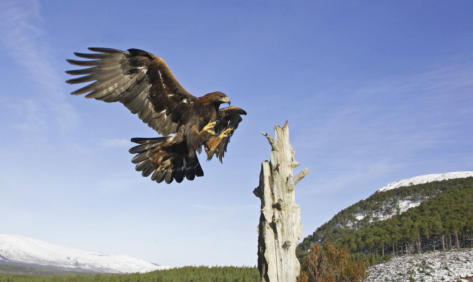 A golden eagle in the Highlands.