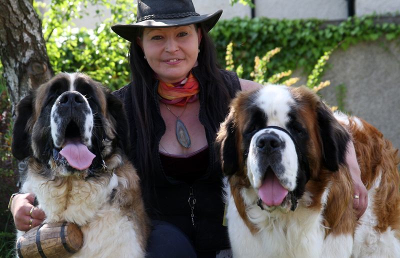 Kim Cessford, Courier - 25.05.10 - pictured is Elaine Butterworth who is looking for someone to rehome a St Bernard dog which she has taken into care in support of the St Bernard Trust - she is pictured with her own dog 'Daimler' (left) and 'Berlingo Bob' who is looking for a new home - words from Liz in Montrose.