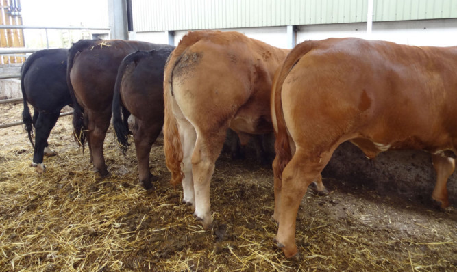 Finishing cattle at the trough. With calf registrations falling sharply in 2013, it seems likely that supplies will tighten next year as these cattle reach the market, according to Stuart Ashworth.