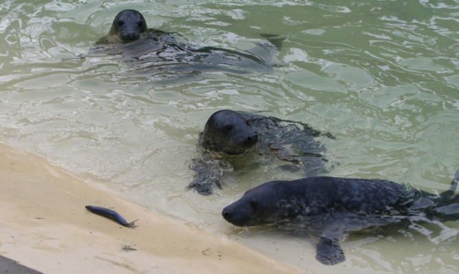 The nature reserve has a massive colony of grey seals.