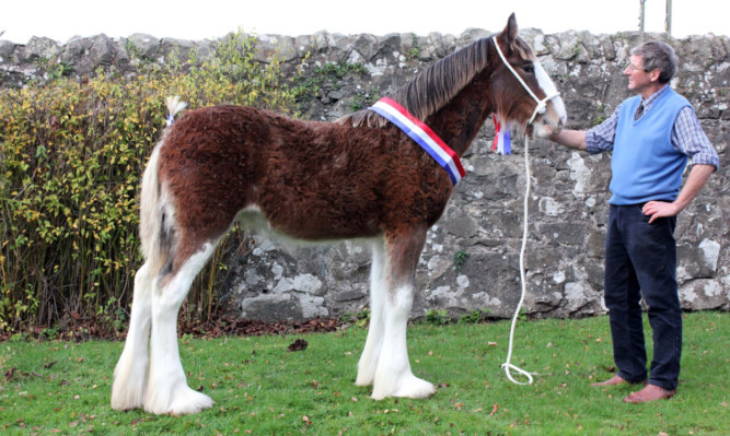Supreme champion of the North of Fife Foal Show was Collessie Jennifer from RH Black, Newton of Collessie