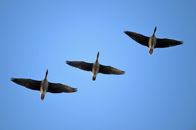 Pink-footed geese take off to feed from Montrose Basin. Staff and volunteers at the Scottish Wildlife Trust have recorded more than 78,000 geese arriving to spend the winter in the reserve, eclipsing a previous record, set in 2010, which saw 65,060 geese arrive at the nature reserve.