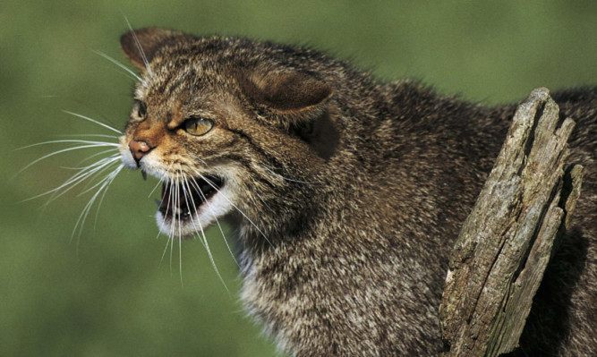 Wildcats have become extremely rare.