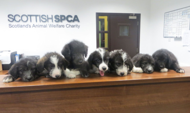 Homes are being sought for these seven pups.