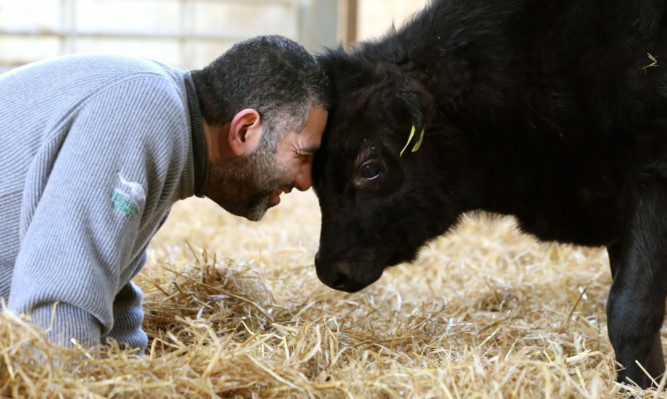 Farmer Moshin Al-Tajir with his 16-week-old pure pedigree Whagu calf at his farm in Blackford.