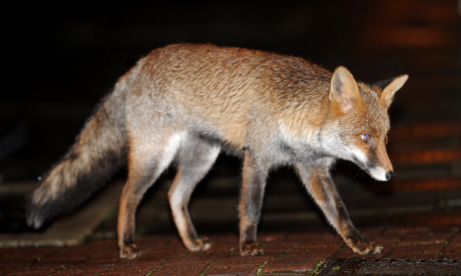 The RSPCA says it is extremely unusual for foxes to hurt children.