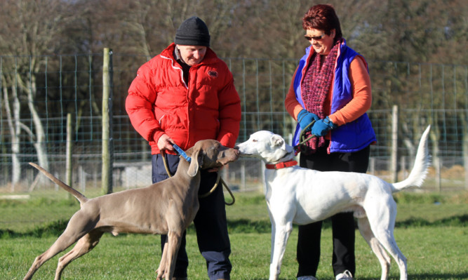 Ian Robb of Angus Dog Rescue and wife Heather with a Vizsla and a Lurcher.