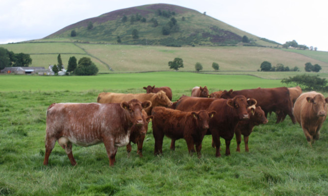The majority of cattle and sheep businesses have seen an improvement in their margins, despite the bad weather.