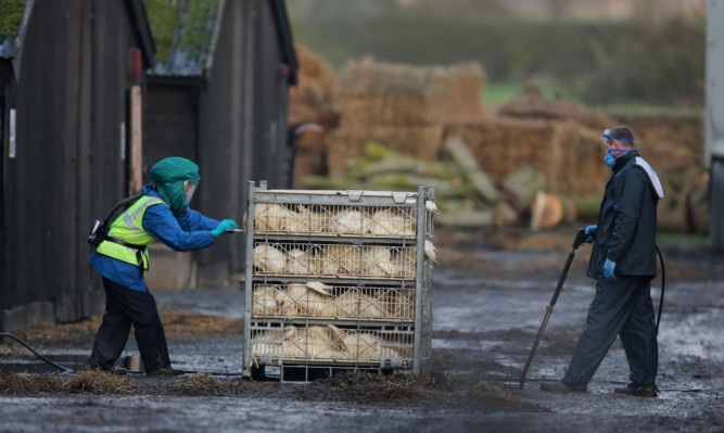 Defra officials dispose of culled ducks at the farm near Nafferton in East Yorkshire.