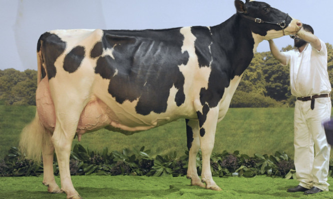 The Super Cow title went to YK Bradbury, Fernydale Farm, Earl Sterndale, Buxton, Derbyshire, with Peak Goldwyn Rhapsody. Picture: Ron Stephen.