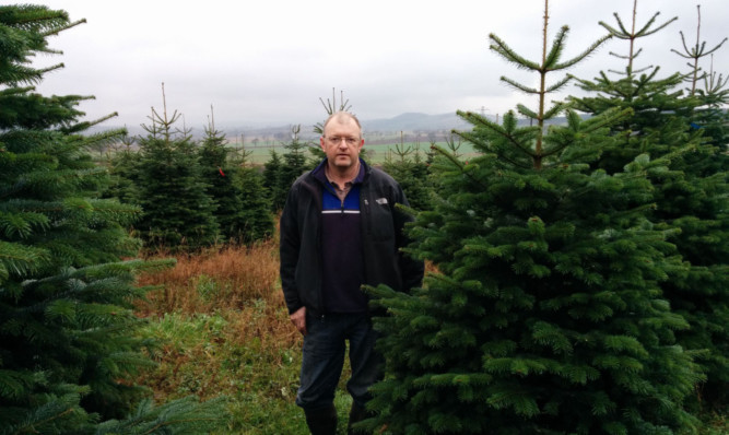 Brian Hughes of Tayside Forestry with samples of his Christmas trees.