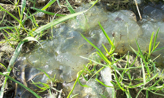 A photo from the RSPB showing the slime.