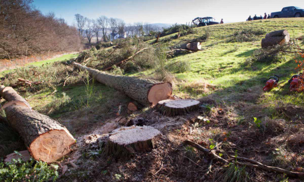 Trees are being cut down near Auchterarder's Caledonian Crescent to allow work to be carried out on Gleneagles' driving range.