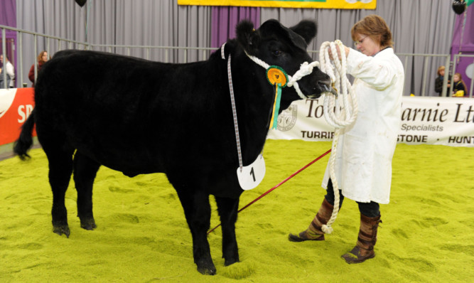 Champion heifer calf Copperidge Royal Lady.