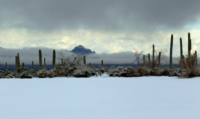 Cactii in the snow on the first day of the WGC Accenture Match Play in Arizona.