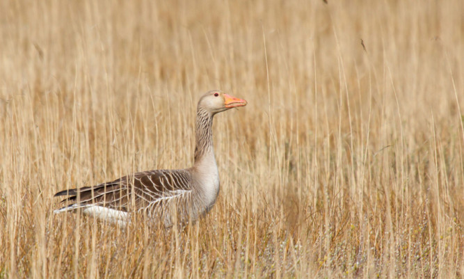 Greylag goose.