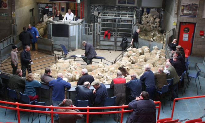 Analysis by Quality Meat Scotland suggests that the slow rise in prime lamb prices over the previous month has resulted in farm-gate prices similar to, or slightly ahead of, last year.