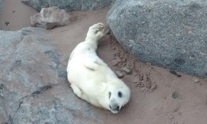 The seal pup is said to be recovering well after being found on the Arbroath coastline.