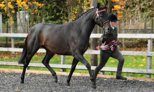 supreme champion was Mr and Mrs at Youngs filly Nutwood Trivium, shown by Jo Heaton