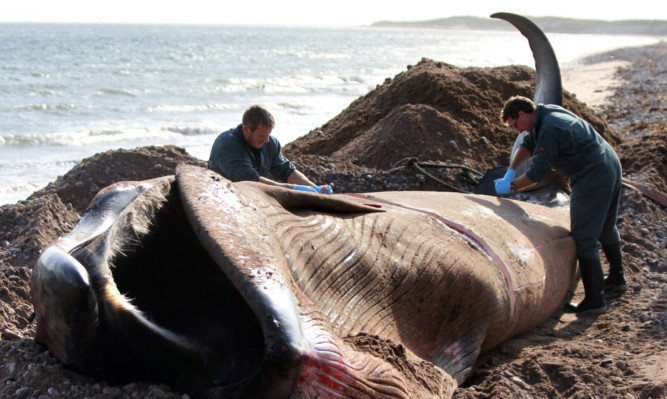 The Sei Whale washed up on the beach near Arbroath Golf Club last year.