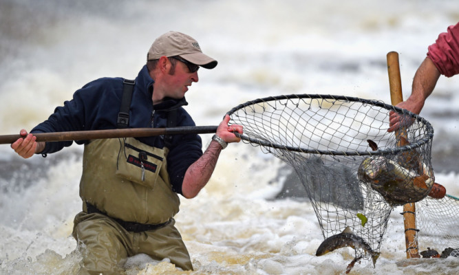 The Salmon and Trout Association (Scotland) welcomed the move for compulsory carcass tagging.