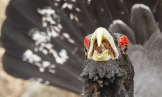 Capercaillie populations are dropping, prompting a new conservation drive.