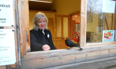 Charmaine Wilson has Sooty the blackbird eating out of her hand at St Andrews Botanic Garden.