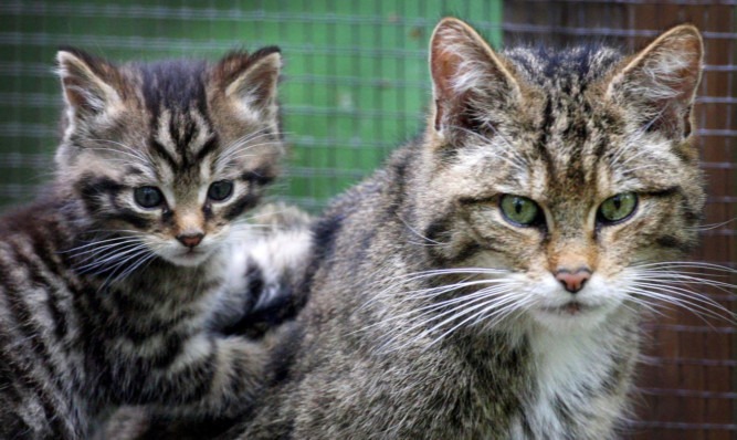 A rare Scottish wildcat kitten makes an appearance with his mother at Wildwood Discovery Park, near Canterbury, Kent .