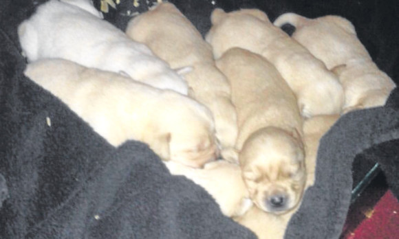 Darren Smith has been scouring the internet for any sites looking to sell labrador puppies.