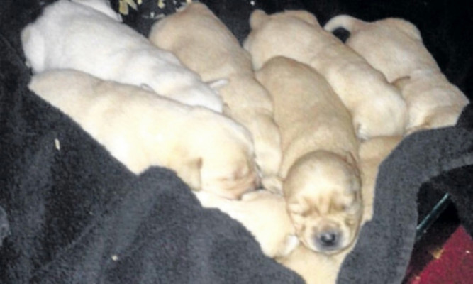 Three of the puppies were found dead at the scene.