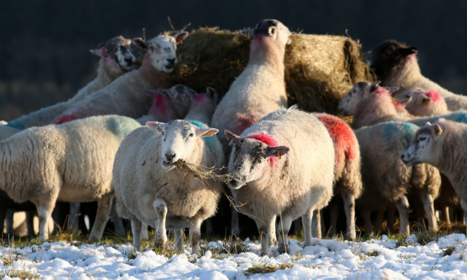 Sheep belonging to farmer Donald Cameron, from Middleton of Dalrulzion farm near Glenshee, eating the first of the winter feed.