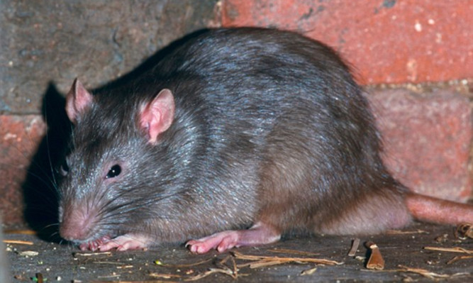 AR52K8 wanderratte rattus norvegicus common rat deutschland